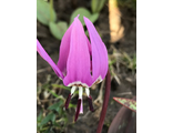 Erythronium sibiricum ssp sulevii