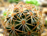 Coryphantha radians (Bercht)