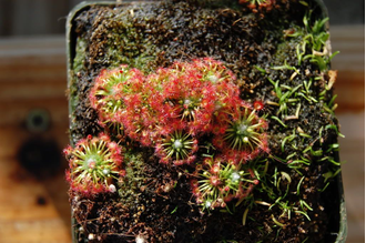 Drosera "Pygmaea"