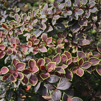 Барбарис тунберга Коронита (Berberis thunbergii Coronita)