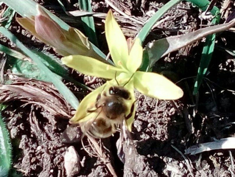 Пчела на пероцвете в марте в Крыму