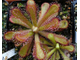 Drosera Coccicaulis - Drosera venusta, Drosera natalensis