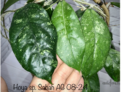 Hoya sp. Sabah AG 08-24