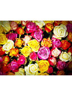 Алмазная картина (мозаика) &quot;Разноцветные розы&quot; 30*40/40*50 см