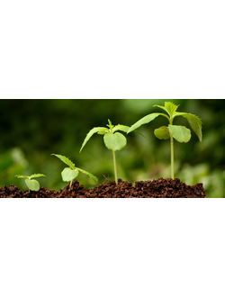 Стимуляторы роста и корнеобразования растений
