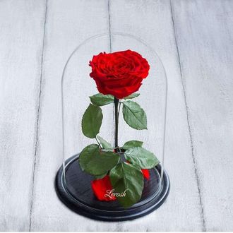 Стабилизированная роза в колбе Lerosh - Lux 33 см, Красная