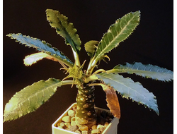 Dorstenia crispa - 5 семян