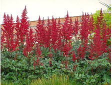 Астильба Арендса Глют