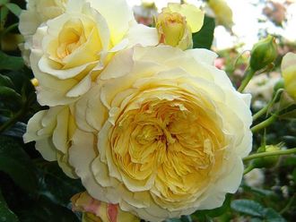 Нельсон Монфор (Nelson Montfort ) шраб. Dominique Massad Нельсон Монфор (Nelson Montfort ) шраб. Dominique Massad