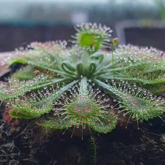 Drosera "Spatulata"