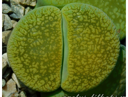 Lithops aucampiae 'Betty's Beryl' (MG) - 10 семян