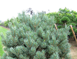 Ватерери сосна обыкновенная (Pinus sylvestris Watereri)