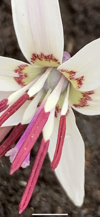 Erythronium sibiricum ssp.sulevii var alba f.3