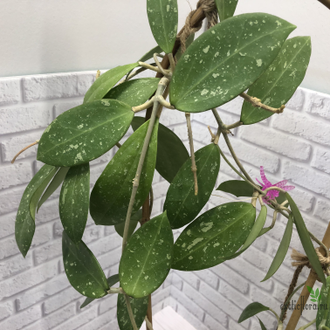 Hoya Acuta yellow flowers and thick-splash leaves