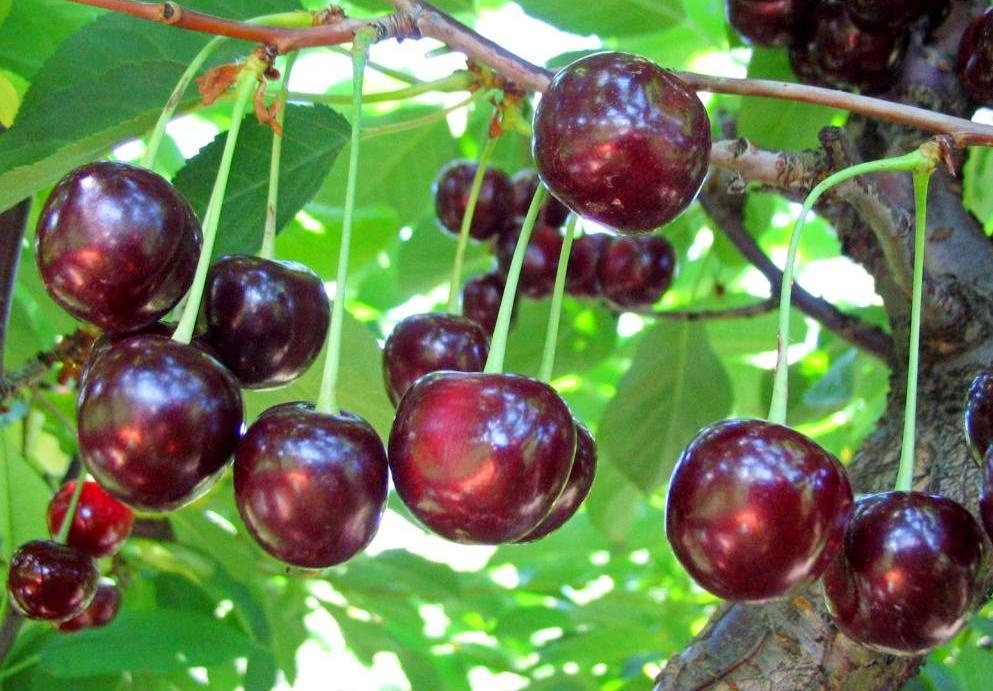 ВИШНЯ - Вишня Владимирская