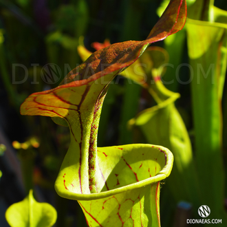 SARRACENIA MIX