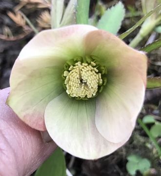 Helleborus восточный