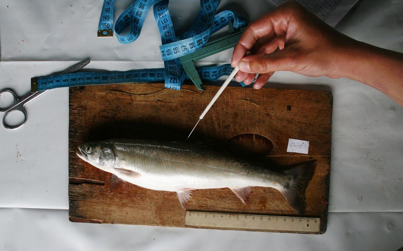 Ихтиологическая экспертиза рыбы в Екатеринбурге