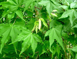 Клен Моно (мелколистный) С3