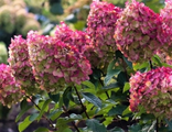 Гортензия Колорфул Коктейль С3