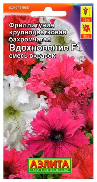 Фриллитуния Вдохновение Аэлита