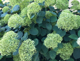 &quot;Лайм Рики&quot; гортензия  древовидная(Hydrangea arborescens `Lime Rickey)