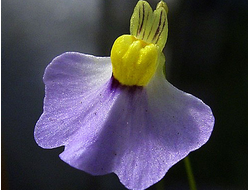 Utricularia Bisquamata