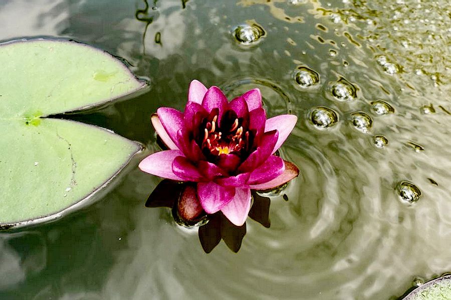 Цветущие водные лилии - купить кувшинки для пруда с цветами