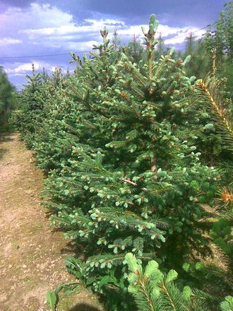 Ель колючая Энгельмана (Picea Engelmannii)(40-60)