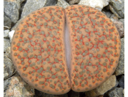 Lithops fulviceps C266 (MG) - 10 семян