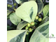Ficus Triangularis Coconut Cream / фикус триангулярис кремовый