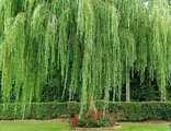 Ива Памяти Миндовского плакучая 220-250 С5