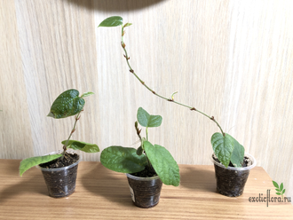 Ficus villosa “Blume” / фикус виллоза малая