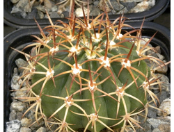 Melocactus (Мелокактус)