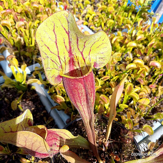 Sarracenia x alata x catesbaei