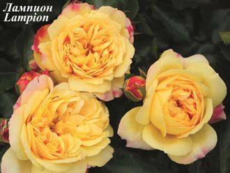 Розы Флорибунда - сорт Лампион Lampion. Саженцы роз купить.