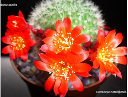 Rebutia senilis (красные цветки) - 5 семян