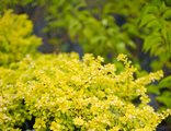 Барбарис Тунберга Бонанза Голд (Berberis thunbergii Bonanza Gold)