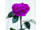 Стабилизированная роза в колбе Lerosh - Lux 33 см, Фиолетовая
