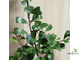 Ficus lingua triangle / Фикус Язычковый