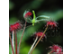 Drosera "Paradoxa"