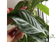 Tabernaemontana Divaricata ‘Bangsaphan Dream’ (green leaf)