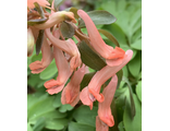 Corydalis solida “Апельсиновый мираж”