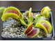 Dionaea muscipula Uk-2