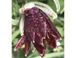 Рябчик(Fritillaria)