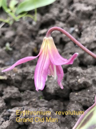 Erythronium revolutum Grand Old Man