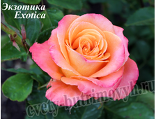 Роза чайно-гибридная - сорт Экзотика (Exotica).