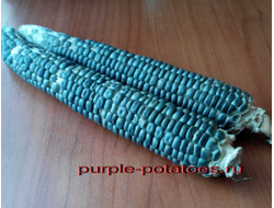 Кукуруза фиолетовая Хопи