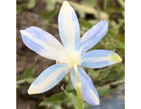 Пролеска сибирская голубая форма с яркой белой полосой