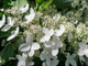 Долприм (Примвайт) гортензия метельчатая (Hydrangea paniculata ‘Dolprim’/‘Primе White’)